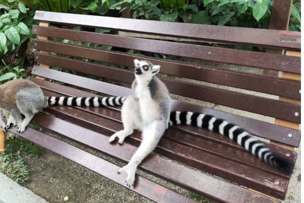 a famosa safari wonderland